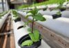 Hydroponic-Hues-A-Rainbow-Of-Vegetables-Flourishing-Without-Soil-on-newstime